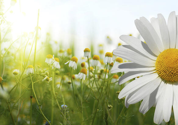 iStock_000011742381Large
