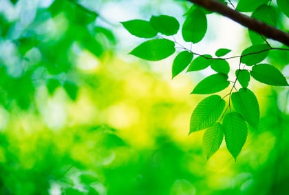 Frühling